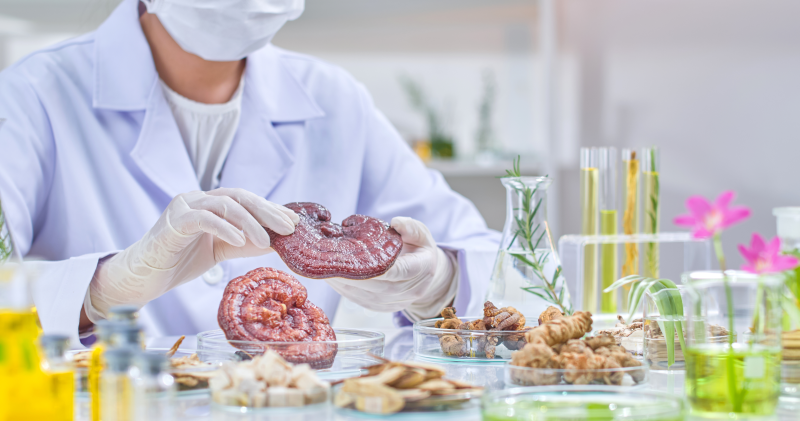 Reishi, Tamoxifen i BRCA: Mity kontra fakty naukowe