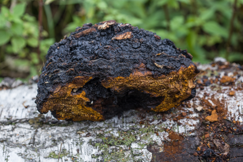 Chaga, grzyb dla zdrowego trawienia