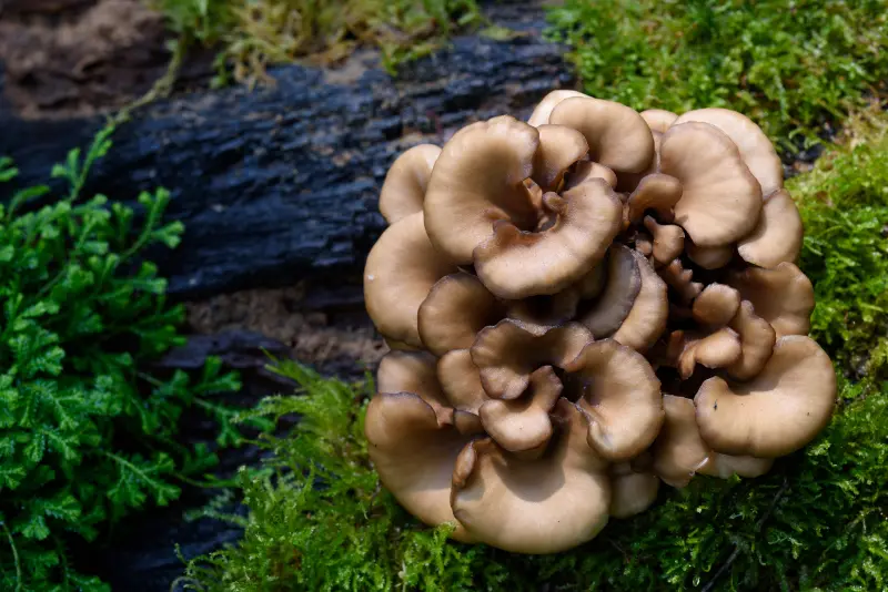Maitake, grzyb profilaktyczny starości