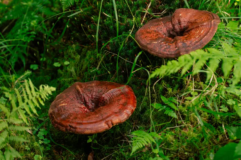Reishi – grzyb spokoju i długowieczności